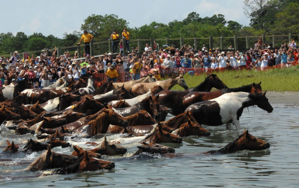 Chincoteague Pony Swim