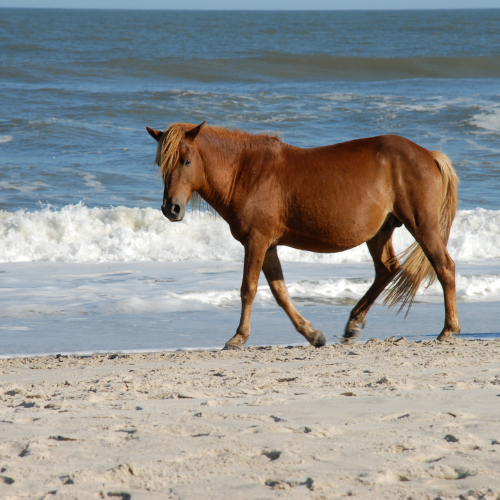 Assateague Island National Seashore