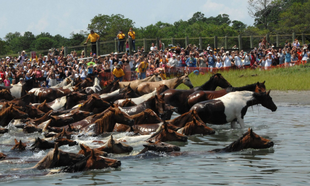 Wild Chincoteague ponies swimming across the Assateague Channel during Pony Penning Week with crowds gathered along the shore.