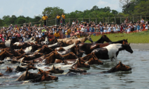 Wild Chincoteague ponies swimming across the Assateague Channel during Pony Penning Week with crowds gathered along the shore.