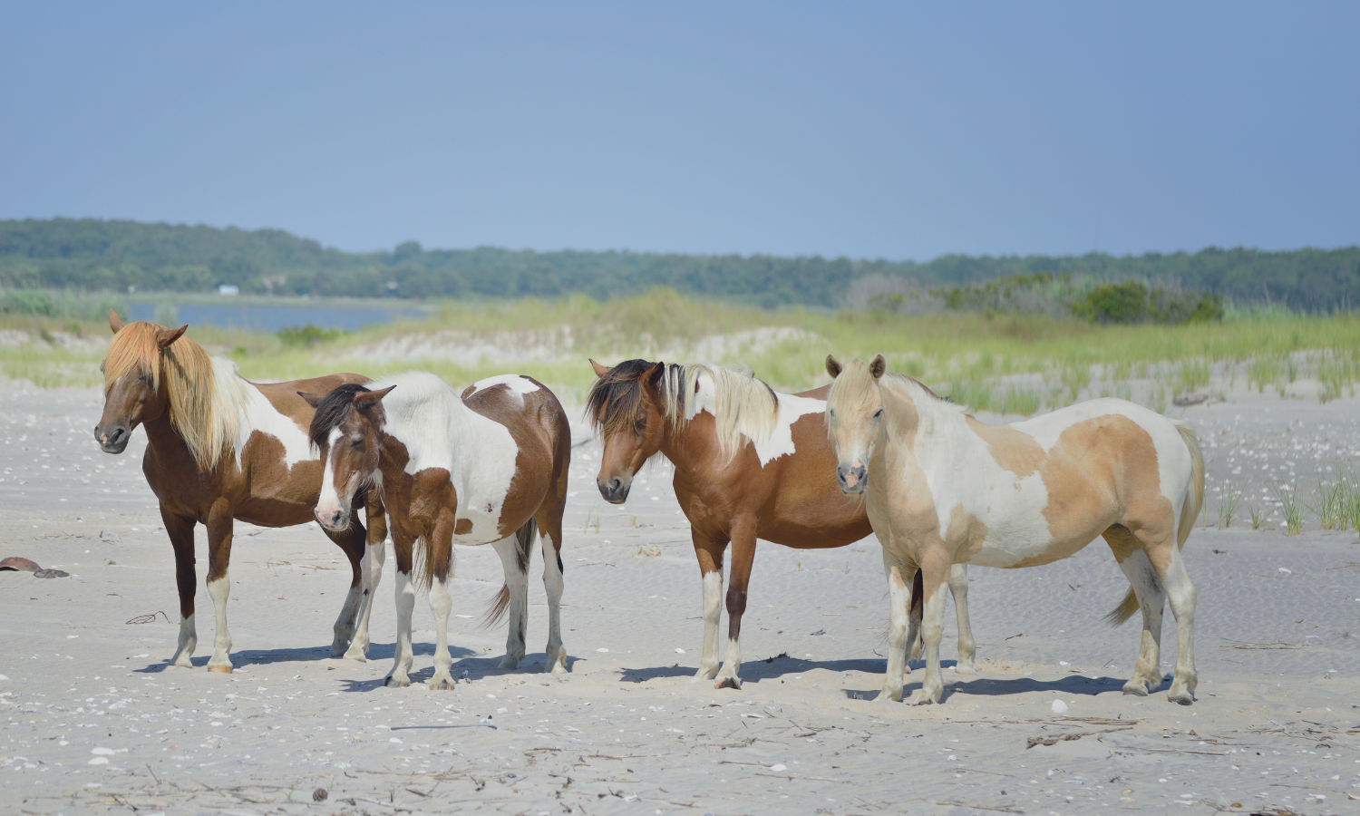 Chincoteague ponies during Pony Penning Week on Chincoteague Island, Virginia