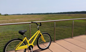 Yellow bicycle overlooking the marsh at Chincoteague National Wildlife Refuge